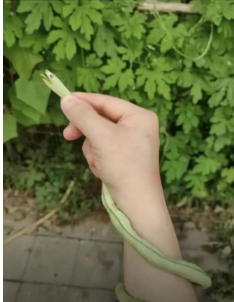 ͼƬ��������´��ڴ򿪲鿴